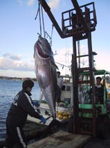 マグロ水揚げ