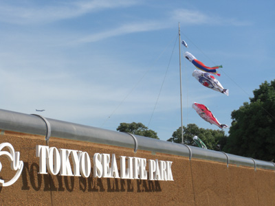 まぐろのぼりin葛西臨海水族園